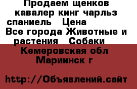 Продаем щенков кавалер кинг чарльз спаниель › Цена ­ 60 000 - Все города Животные и растения » Собаки   . Кемеровская обл.,Мариинск г.